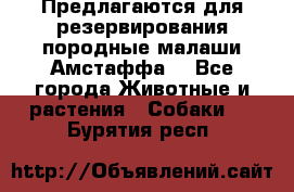 Предлагаются для резервирования породные малаши Амстаффа  - Все города Животные и растения » Собаки   . Бурятия респ.